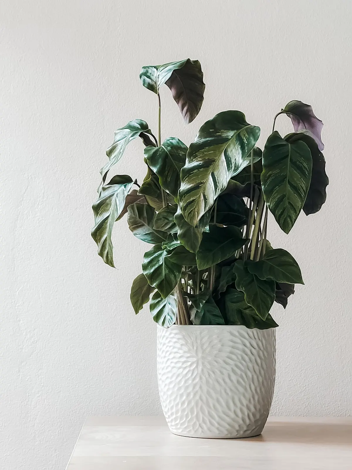 Houseplant
