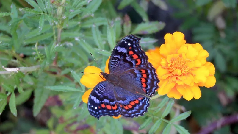 Butterfly on flower