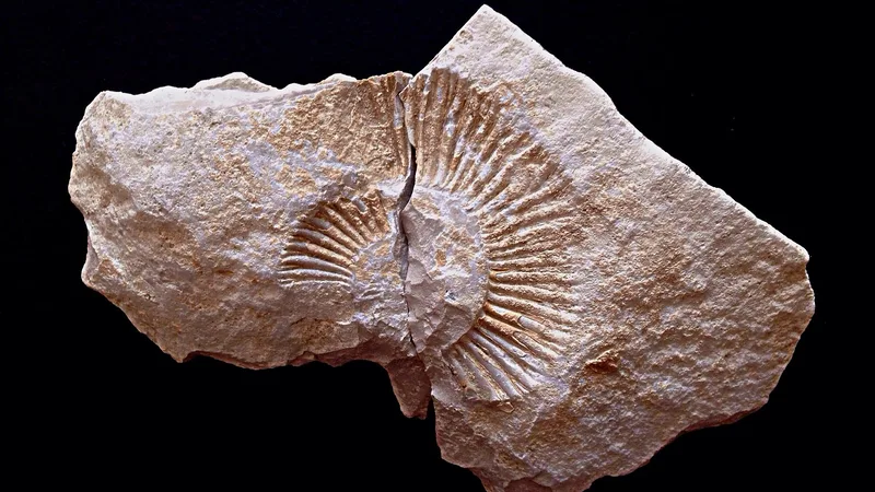 Fossil rock